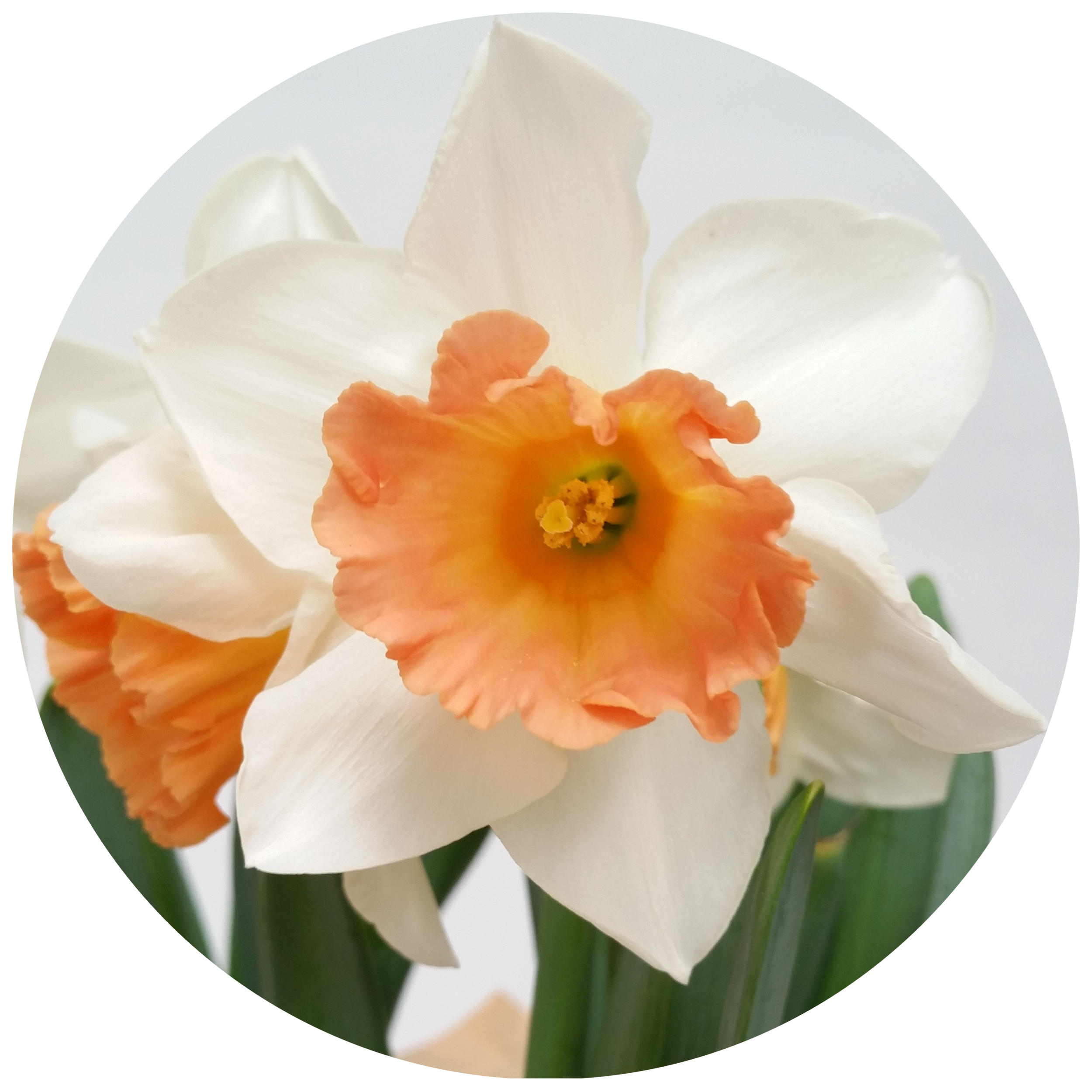 (daffodil. プロフ読んで下さい) Daffodil — Milgro Nursery